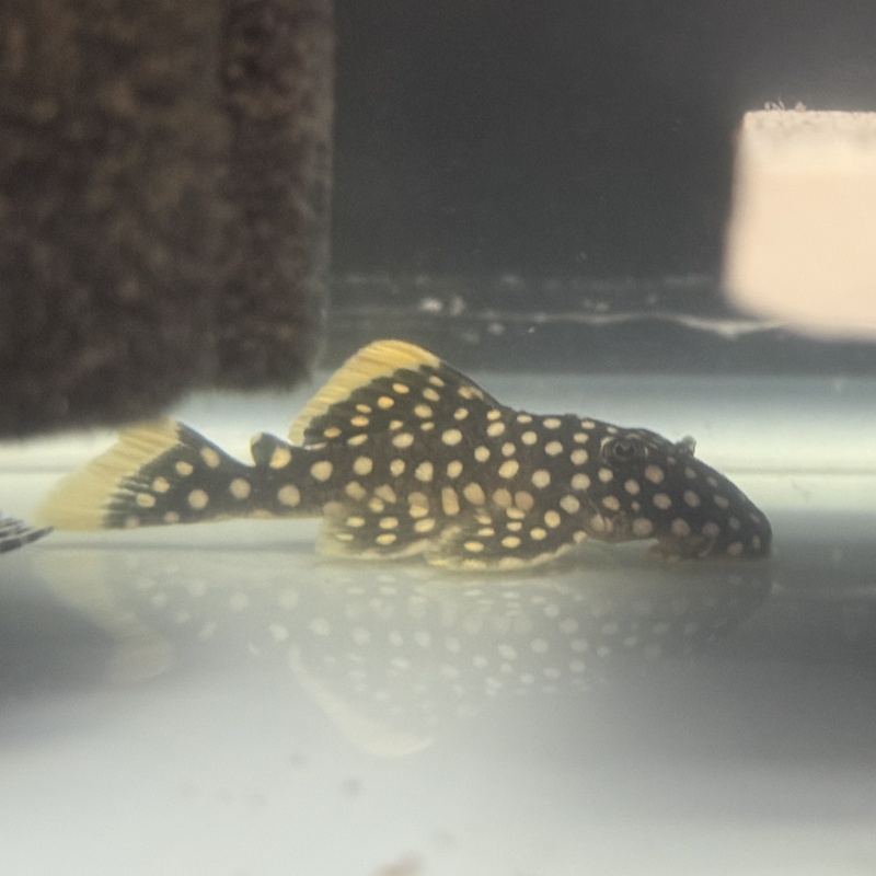 4X WC Baryancistrus xanthellus (L018) "Gold Nugget Pleco"