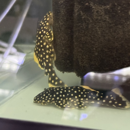 4X WC Baryancistrus xanthellus (L018) "Gold Nugget Pleco"