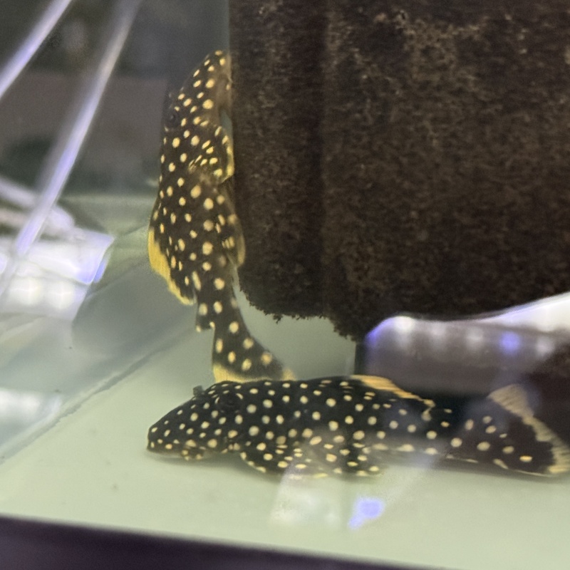 4X WC Baryancistrus xanthellus (L018) "Gold Nugget Pleco"