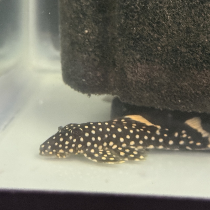 4X WC Baryancistrus xanthellus (L018) "Gold Nugget Pleco"