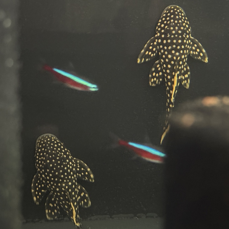 4X WC Baryancistrus xanthellus (L018) "Gold Nugget Pleco"