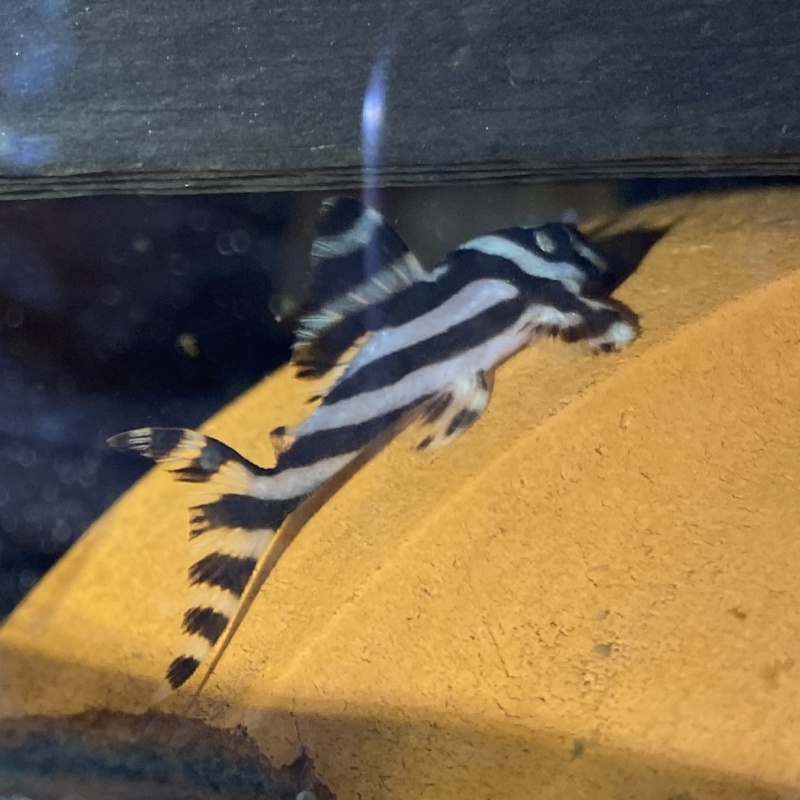 5X F3 Hypancistrus zebra (L046) "Zebra Pleco"