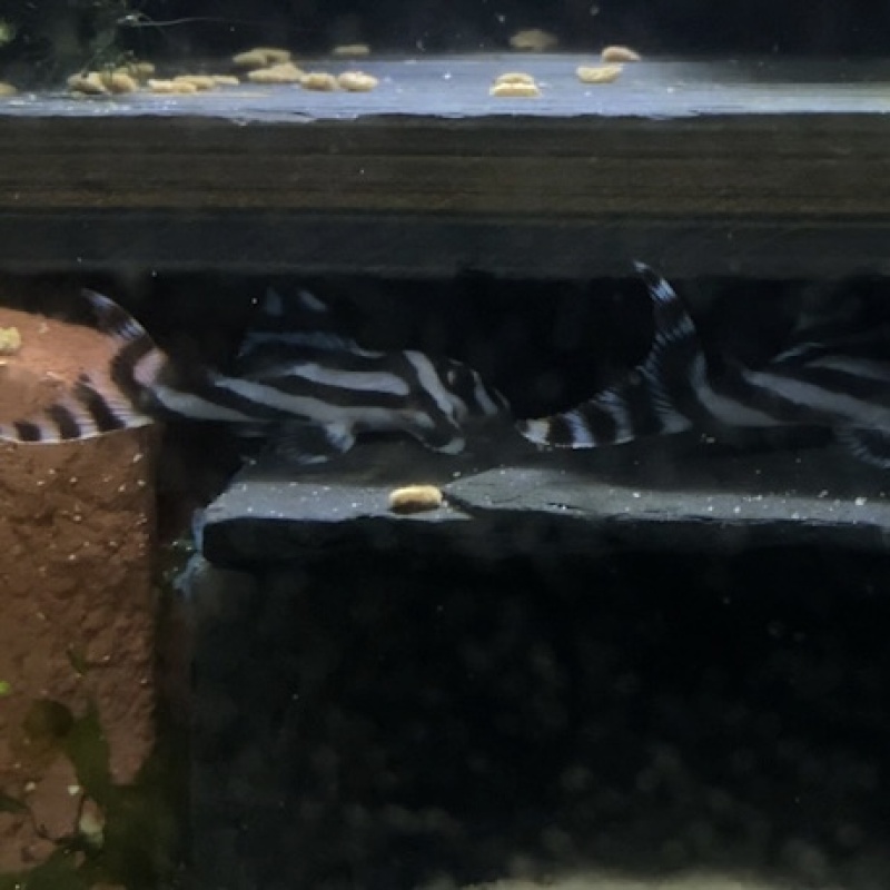 5X F3 Hypancistrus zebra (L046) "Zebra Pleco"