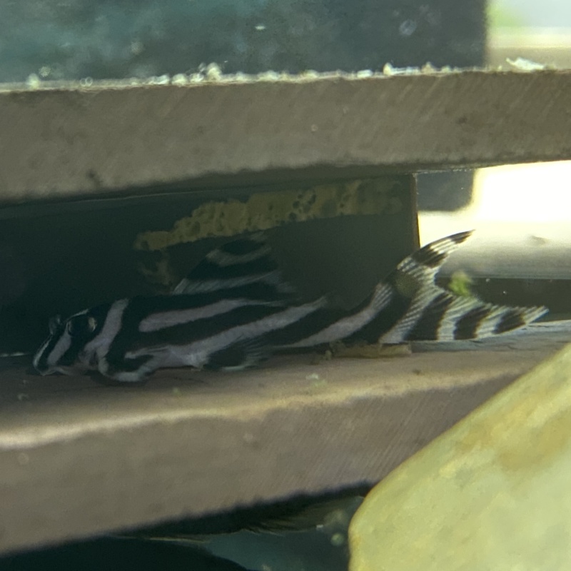 5X F3 Hypancistrus zebra (L046) "Zebra Pleco"
