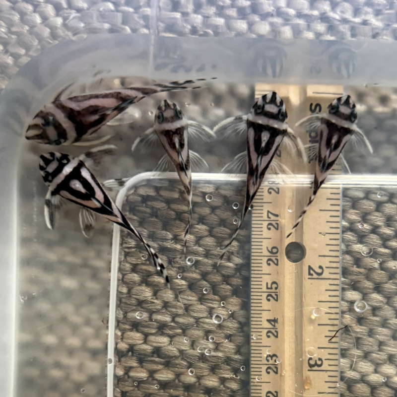 5X F3 Hypancistrus zebra (L046) "Zebra Pleco"