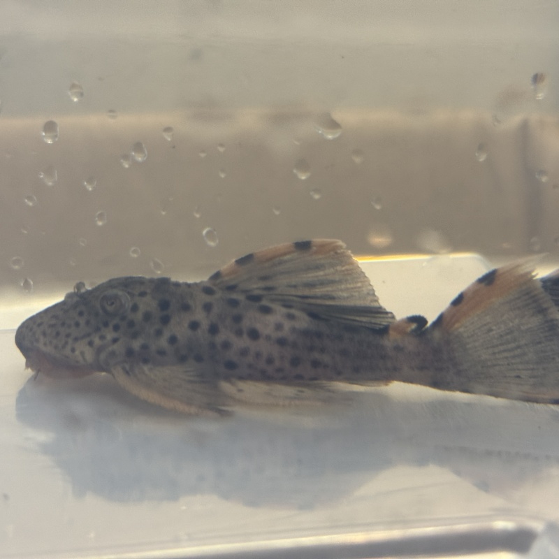 4X WC Leporacanthicus triactis (L091) "Three Beacon Pleco"