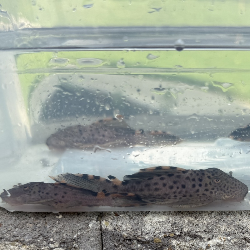 4X WC Leporacanthicus triactis (L091) "Three Beacon Pleco"