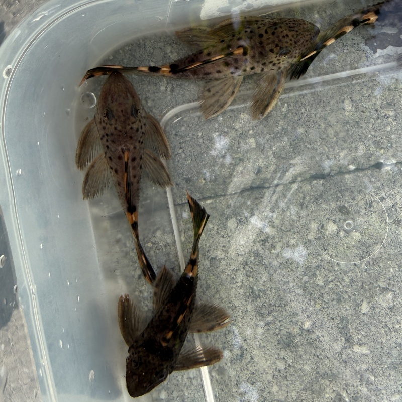 4X WC Leporacanthicus triactis (L091) "Three Beacon Pleco"