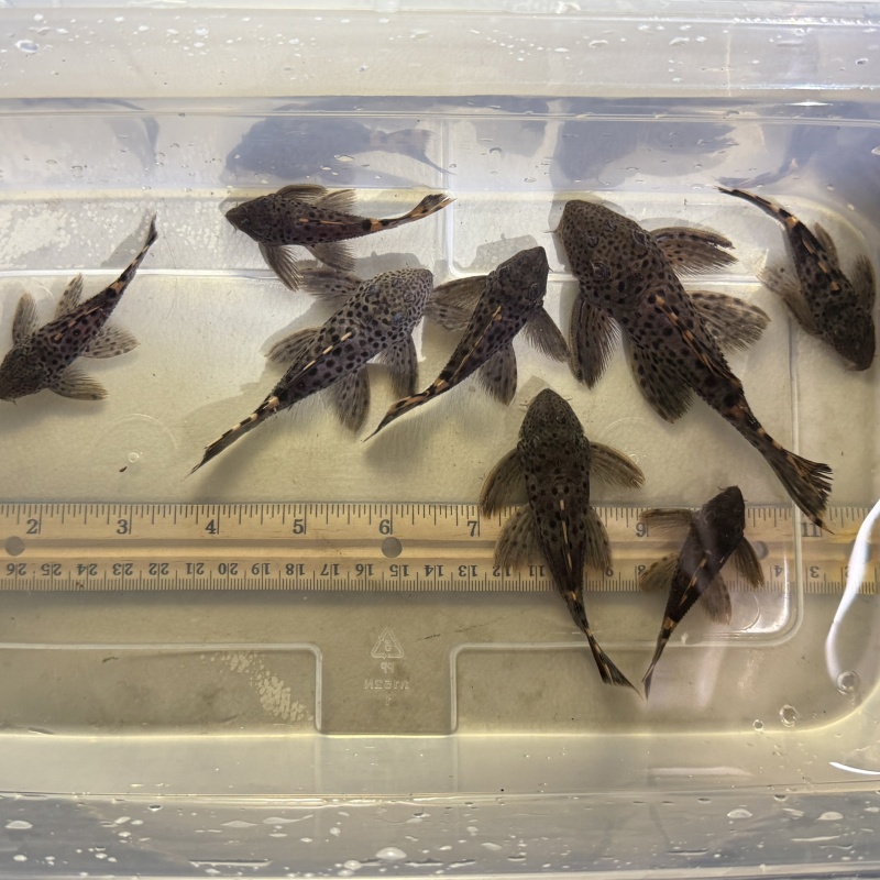 4X WC Leporacanthicus triactis (L091) "Three Beacon Pleco"