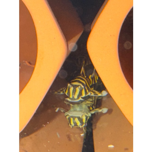 CLEARANCE L134 Leopard Frog Pleco 3-4 cm Juvenile — 5 Available