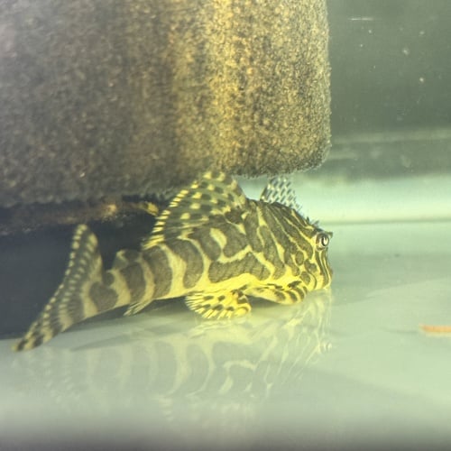 4X WC Peckoltia compta (L134) "Leopard Frog Pleco"