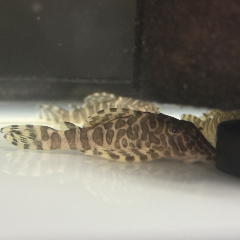 4X WC Peckoltia compta (L134) "Leopard Frog Pleco"