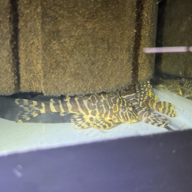 4X WC Peckoltia compta (L134) "Leopard Frog Pleco"
