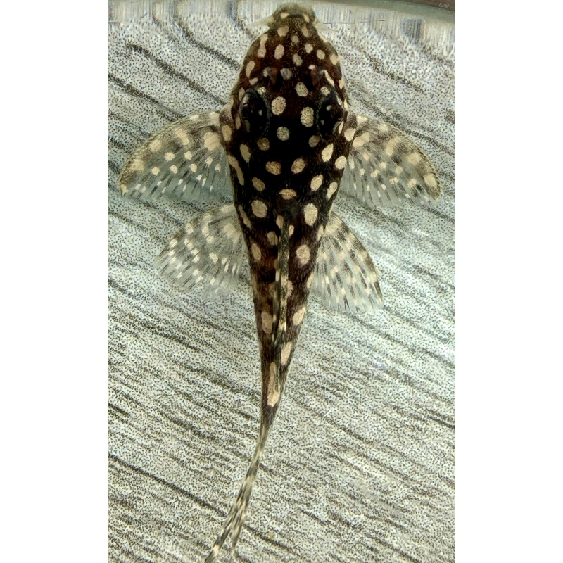 High Grade Juvenile L136 Plecos