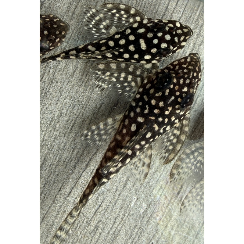 High Grade Juvenile L136 Plecos