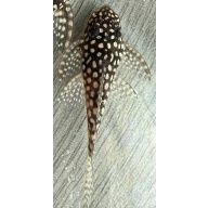 High Grade Juvenile L136 Plecos