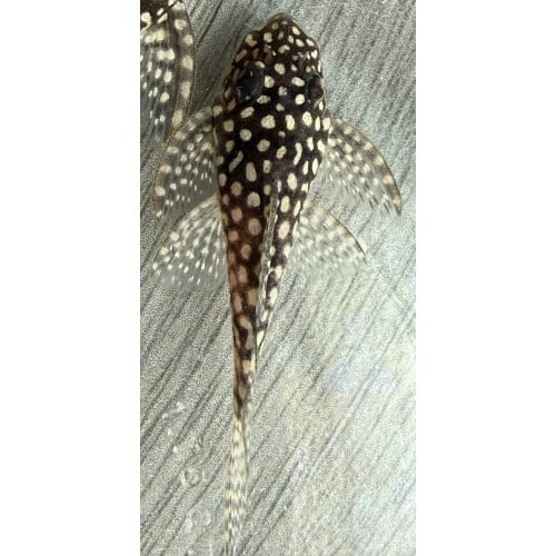 High Grade Juvenile L136 Plecos