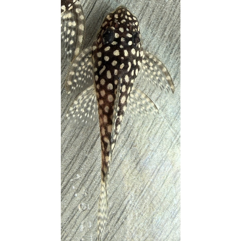 High Grade Juvenile L136 Plecos