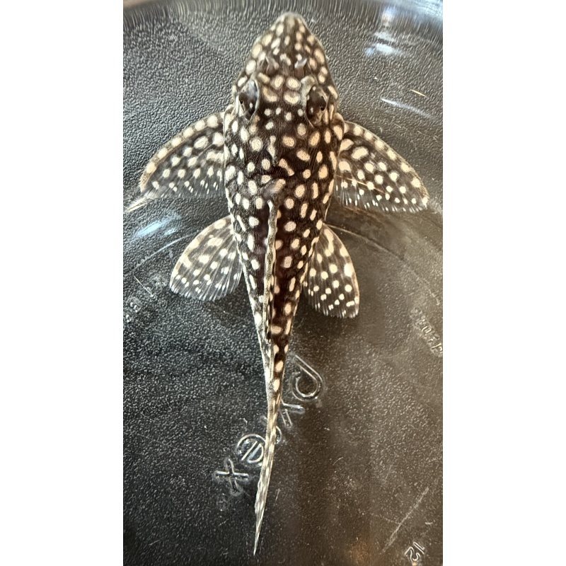 L136 Proven Breeding Group