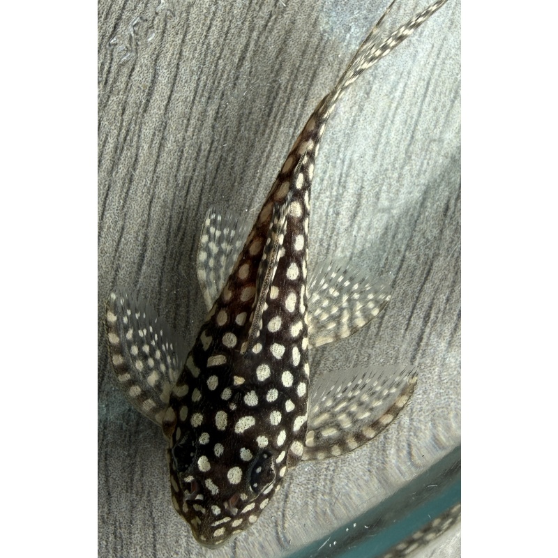 High Grade Juvenile L136 Plecos