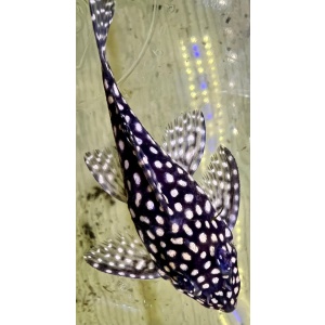 Sean T's Plecos
