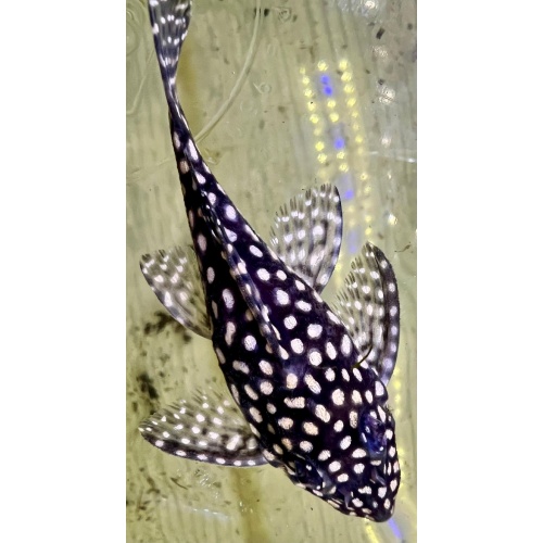 Sean T's Plecos