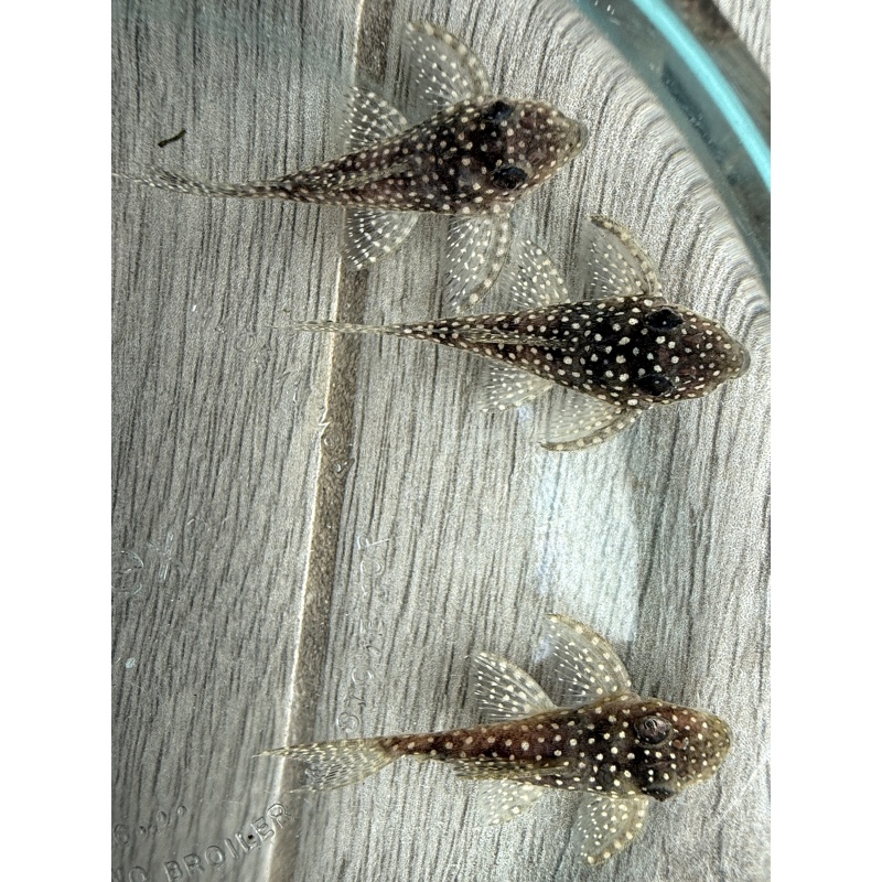 Juvenile L136 Plecos Regular Grade 2+ inches