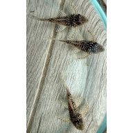 Juvenile L136 Plecos Regular Grade 2+ inches