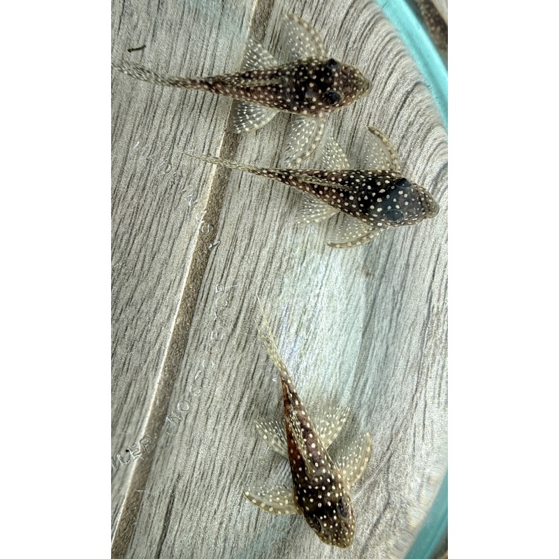 Juvenile L136 Plecos Regular Grade 2+ inches