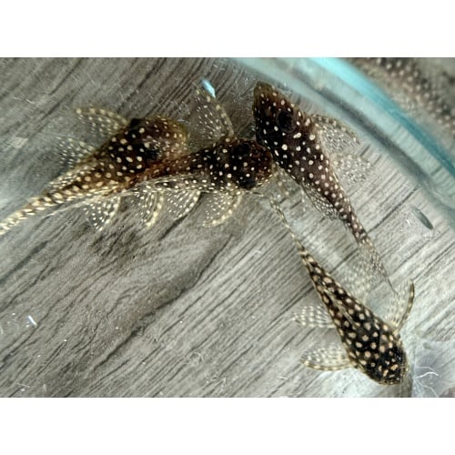 Juvenile L136 Plecos Regular Grade