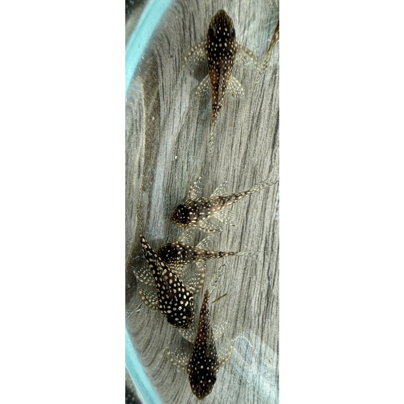Juvenile L136 Plecos Regular Grade