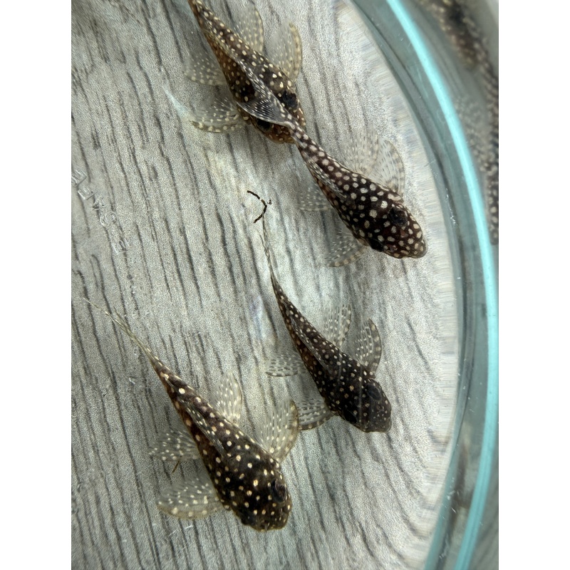 Juvenile L136 Plecos Regular Grade