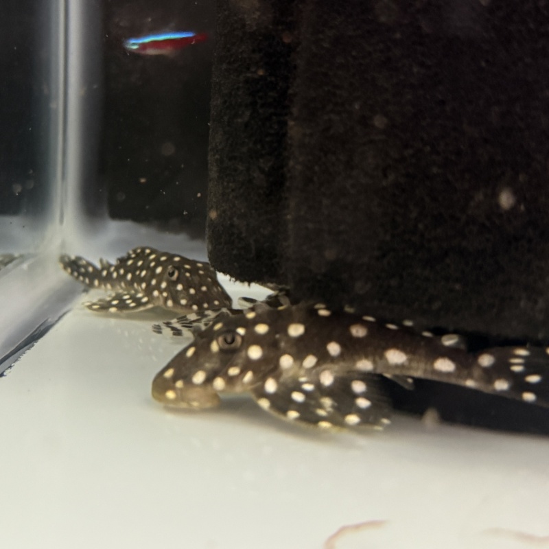 4X WC Baryancistrus sp. (L142/LDA033) "Snowball Pleco"