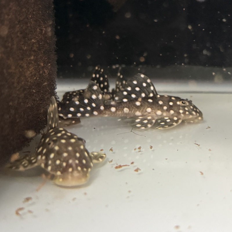 4X WC Baryancistrus sp. (L142/LDA033) "Snowball Pleco"