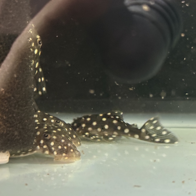 4X WC Baryancistrus sp. (L142/LDA033) "Snowball Pleco"
