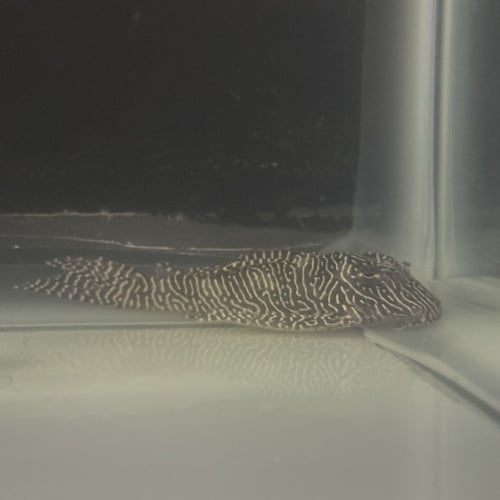 4X WC Hypancistrus sp. (L260) "Queen Arabesque Pleco"