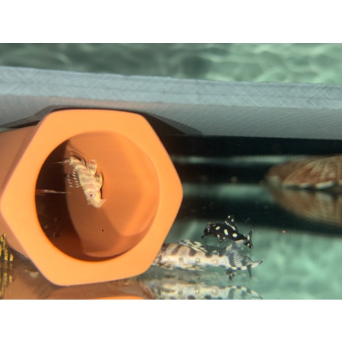 CLEARANCE L333 Albino King Tiger Pleco Juvenile — 19 Available