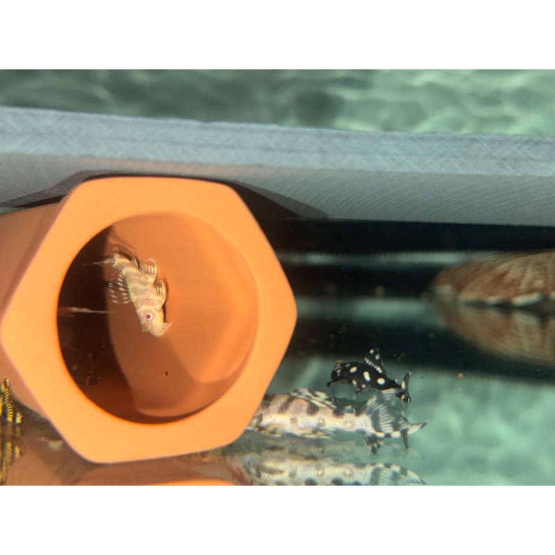 CLEARANCE L333 Albino King Tiger Pleco Juvenile — 19 Available
