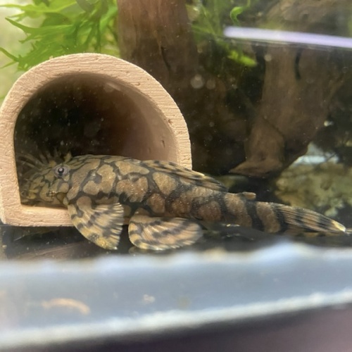 6X TR Ancistrus sp. (L519) "Rio Itenez" or "Kiefner 2 Bristlenose"