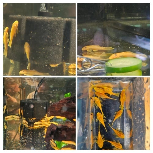 7+2 Lemon Blue Eye Juvies