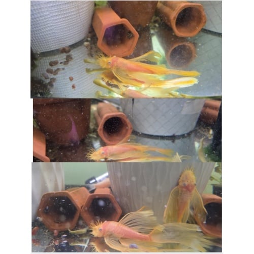 Imported Blue Eye Lemons from Czech Republic - Long Fins Breeding Age