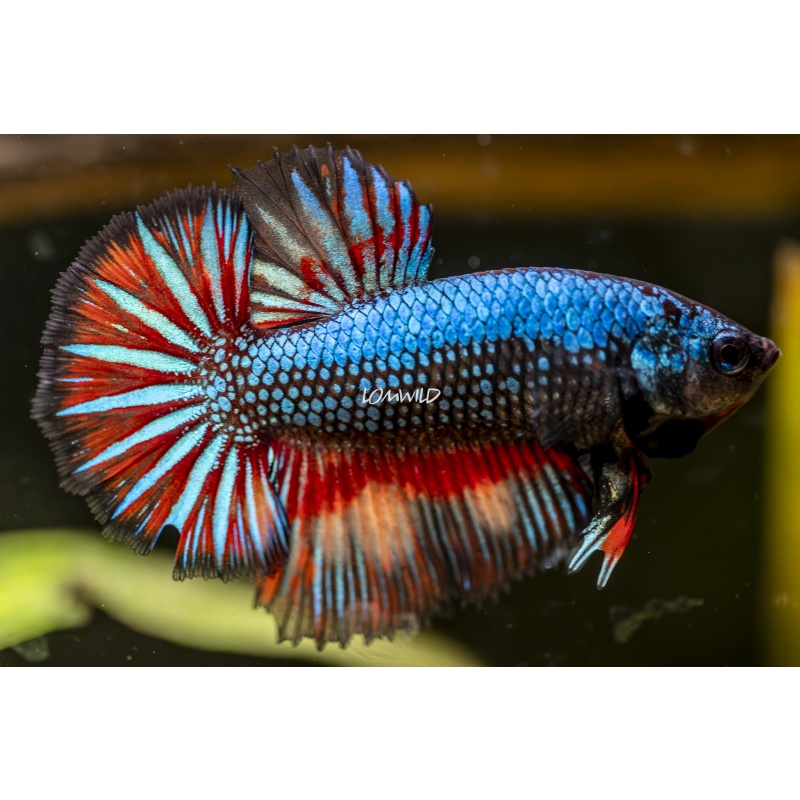 Male Fancy HMPK USA Born and Raised!