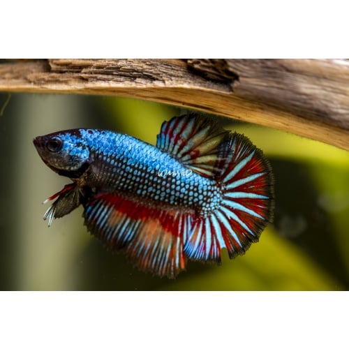Male Fancy HMPK USA Born and Raised!