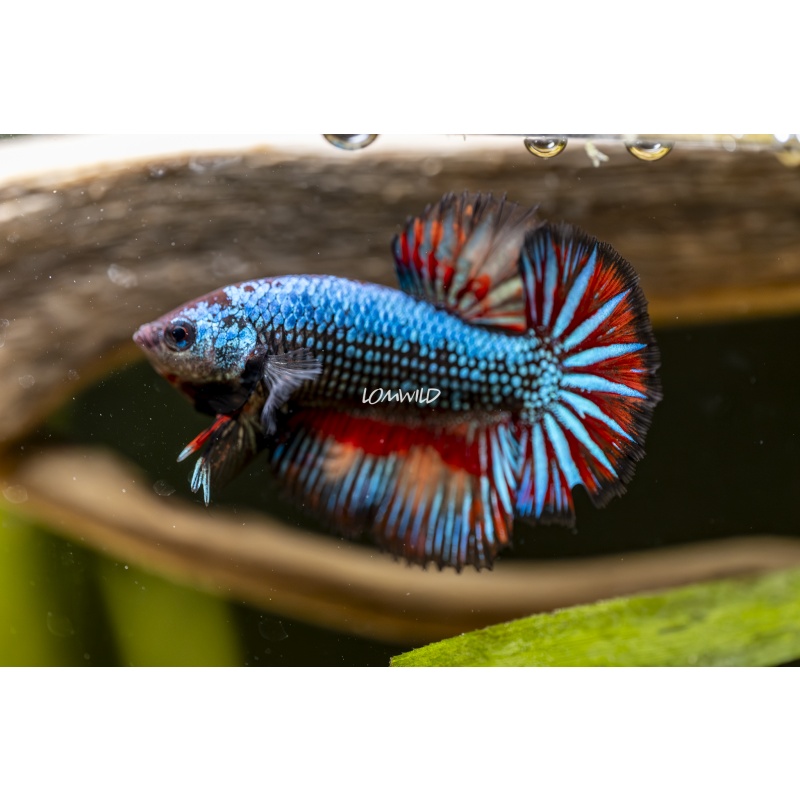 Male Fancy HMPK USA Born and Raised!