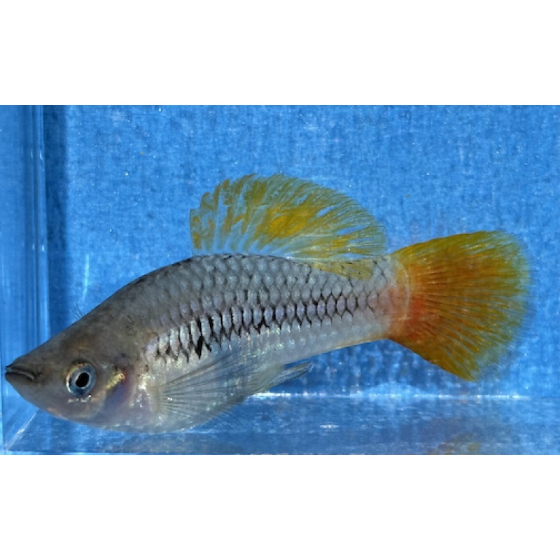 X. variatus La Mintzita