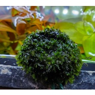 Rare Fissidens Lahaha Forest $30 Plus Shipping.
