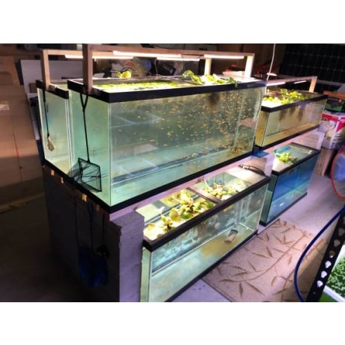 20G/35G/45G/50G/75G Glass Aquarium Fish tanks