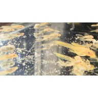 Lemon Blue Eye Long Fin BN Plecos-group of 6