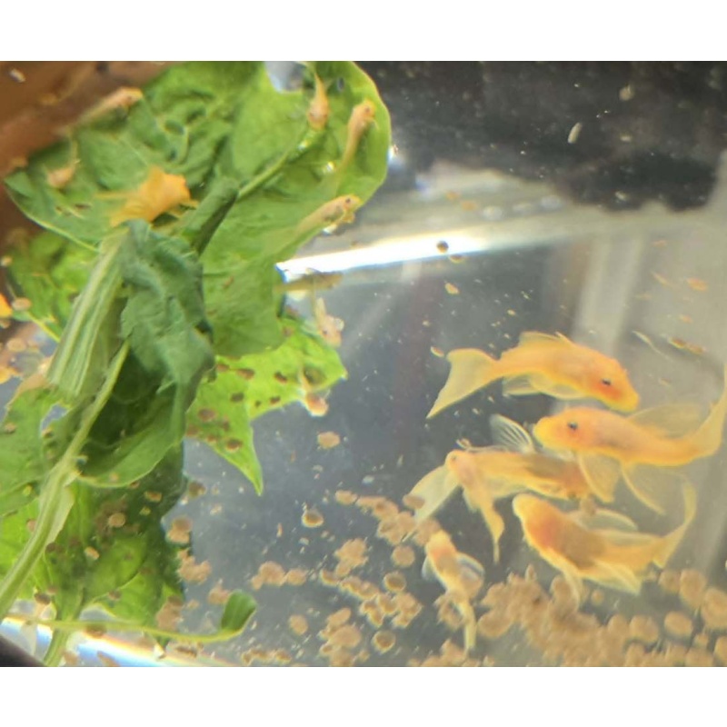 Lemon Blue Eye Long Fin BN Plecos-Proven and Prolific Breeding Pair
