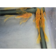 Lemon Blue Eye Plecos-Breeding Pair